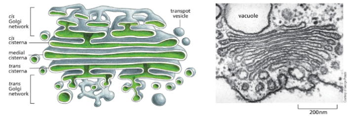 <ul><li><p>A stack of flattened membrane-enclosed structures called cisternae</p></li><li><p>Has 3 defined regions – the cis (adjacent to ER), medial (in middle) and trans region (pointing towards plasma membrane).</p></li><li><p>The Golgi processes, modifies (adds more sugars to glycoproteins), and sorts secreted proteins and membrane proteins.</p></li></ul><p></p>