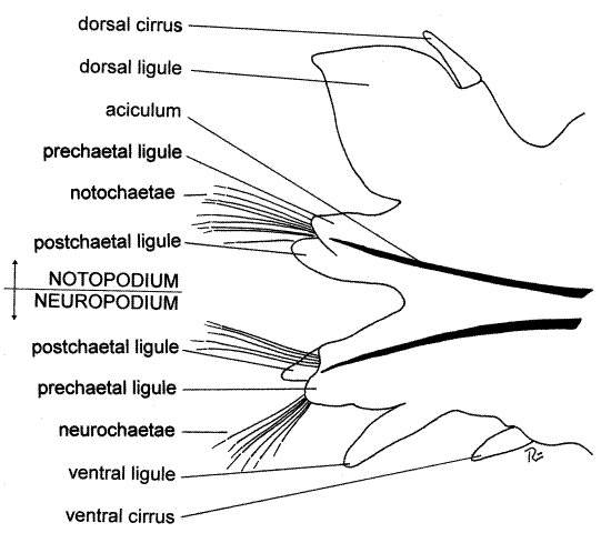 <p>notopodium, neuropodium</p>