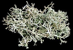 <p>odd:</p><p>podod:</p><p>tr:</p><p>rad:</p><p>druh:</p>