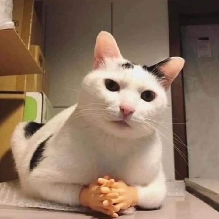 <p>Картошка</p>