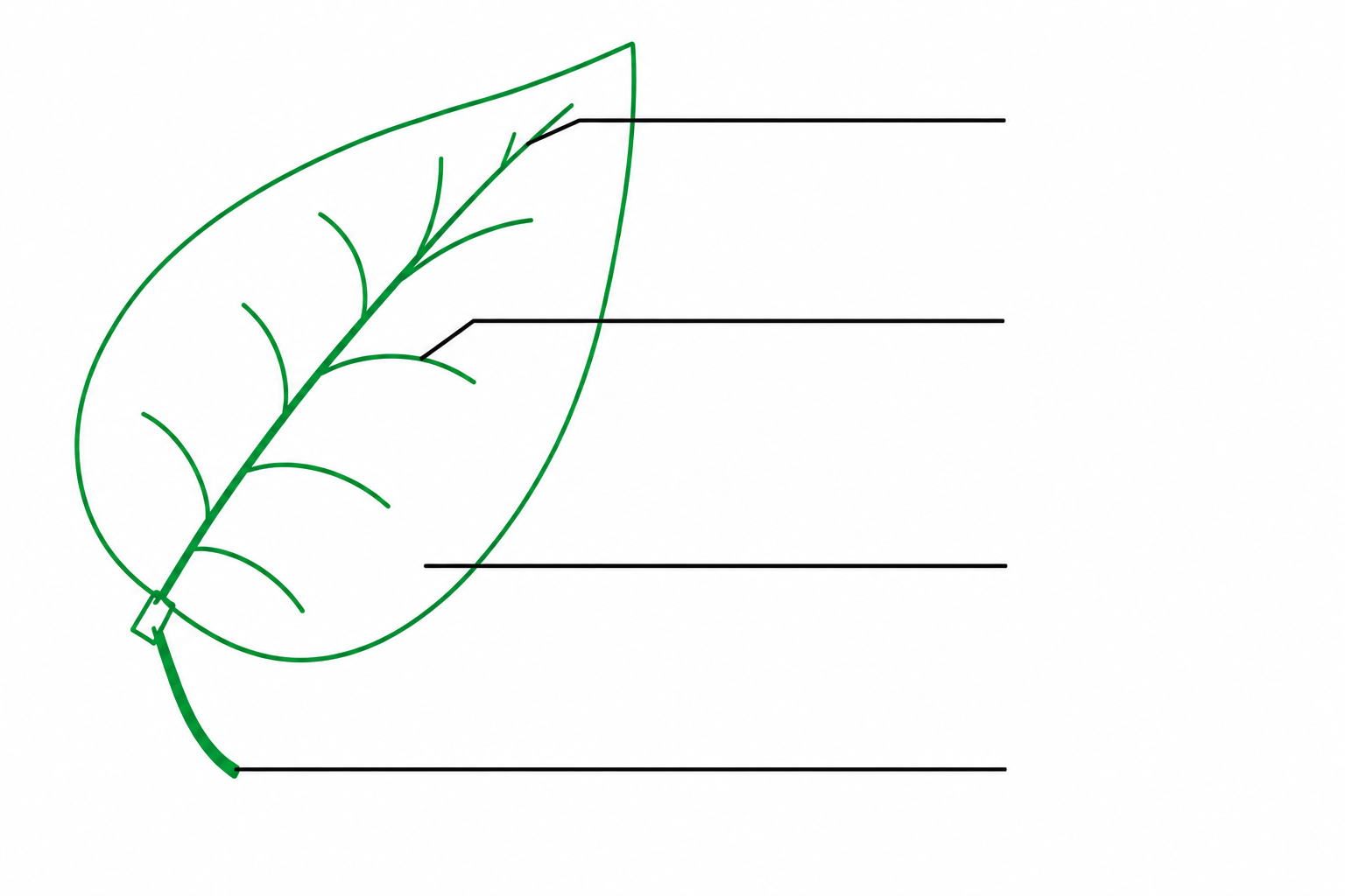 <p>Label the external structures of a leaf </p>