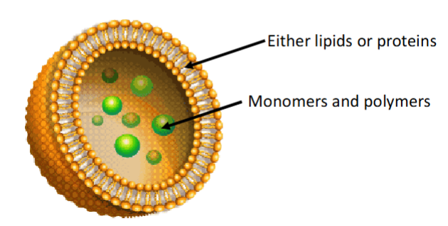 <p><span>a membrane-bound</span><br><span>sphere that can divide, fuse, absorb stuff, and carry stuff</span><br><span>around inside. Thought to be the proto-type of the cell.</span></p>