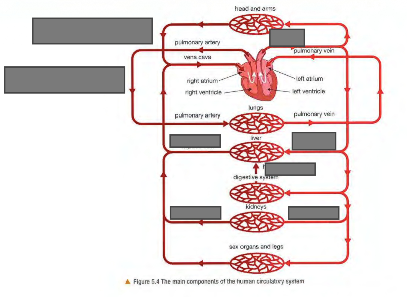 <p><span style="background-color: transparent;">Label the parts of systemic circulation</span></p>