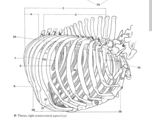 <p>Cavum thoracis - A mellkasűr csontos részei (6)</p>