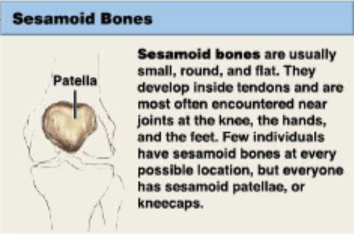 <p>small, round, flat</p><p>develop inside tendons and are most often encountered near joints at the knee, hands, and feet</p><p>kneecaps</p>