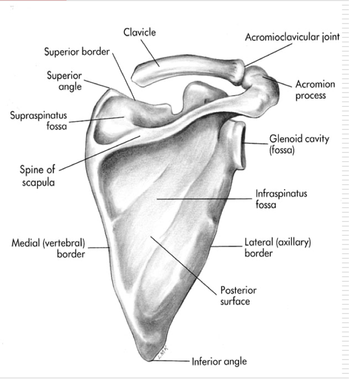 <p>Supraspinatus Fossa</p><p>Infraspinatus Fossa</p><p>Subscapular Fossa</p><p>Spine of the Scapula </p><p>Glenoid Fossa</p><p>Coracoid Process</p><p>Acromion Process</p><p>Inferior Angle </p>