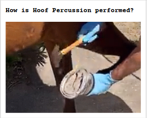 <p>Hoof Tester Application &amp; Percussion</p>