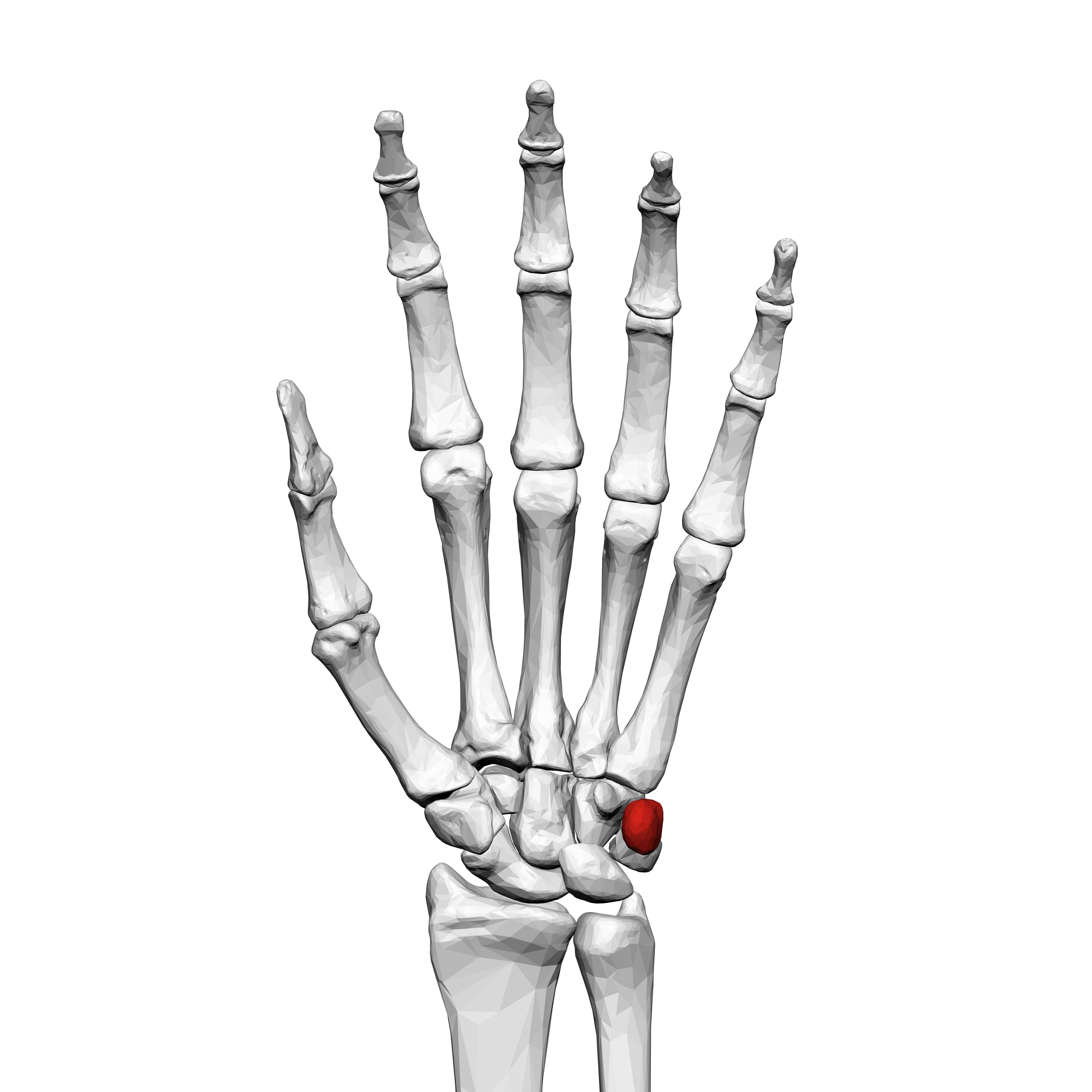 <p>What carpal is this?</p>