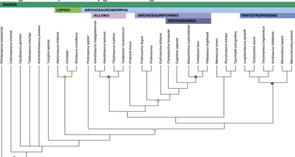 <p>represents hypothesized relationships among organisms, may include extinct species</p>