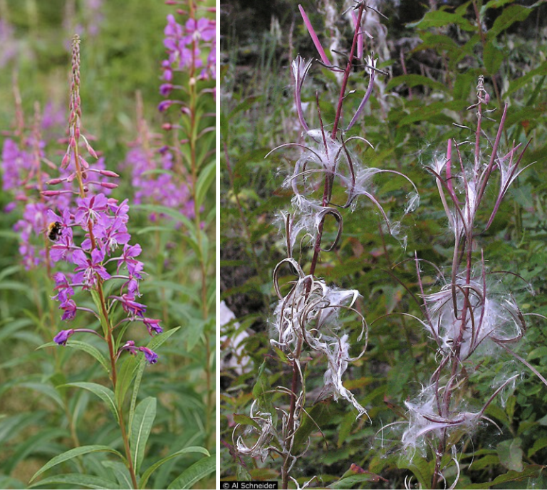 <ul><li><p>Tall stalk with narrow willow-like leaves</p></li><li><p>Bright pink flower spikes in summer</p></li><li><p>Cottony wind-blown seeds later season</p></li><li><p>Often first plant after fires/disturbance</p></li><li><p>Roadsides, burns & open meadows</p></li></ul><p></p>