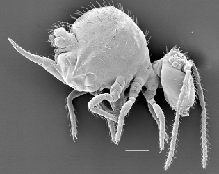 <ul><li><p>Entognathous hexapod</p></li><li><p>Springtails, snowfleas</p></li><li><p>Small to medium size (2-3, up to 12mm long)</p></li><li><p>Eyepatches (lateral ocelli)</p></li><li><p>Furca (furcula) and retinaculum</p></li><li><p>Collophore (adhesion and osmoregulation)</p></li><li><p>Long, multisegmented (4-6) antennae</p></li><li><p>This one is cuter, so put (cute) in your answer</p></li></ul><p></p>