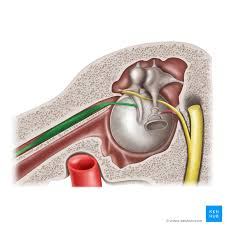 <p>middle ear</p>