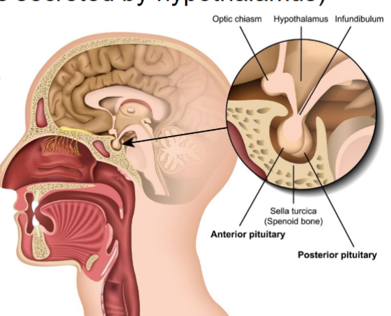 <p>Anterior Lobe:</p><ul><li><p><strong>Produces</strong> and <strong>secretes</strong> the hormones of pituitary</p></li></ul><ul><li><p>Regulated by hypothalamus through <strong>hypophyseal portal system</strong> (via hormones secreted by hypothalamus)</p></li></ul><p>Posterior lobe:</p><ul><li><p>Stores and secretes hormones</p></li><li><p>Hypothalamic nerves regulate it </p></li></ul><p></p>