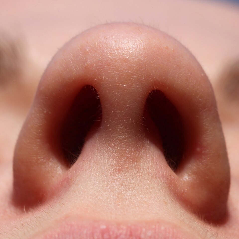 <p>nostril</p><p>(She was born with one nostril.)</p>