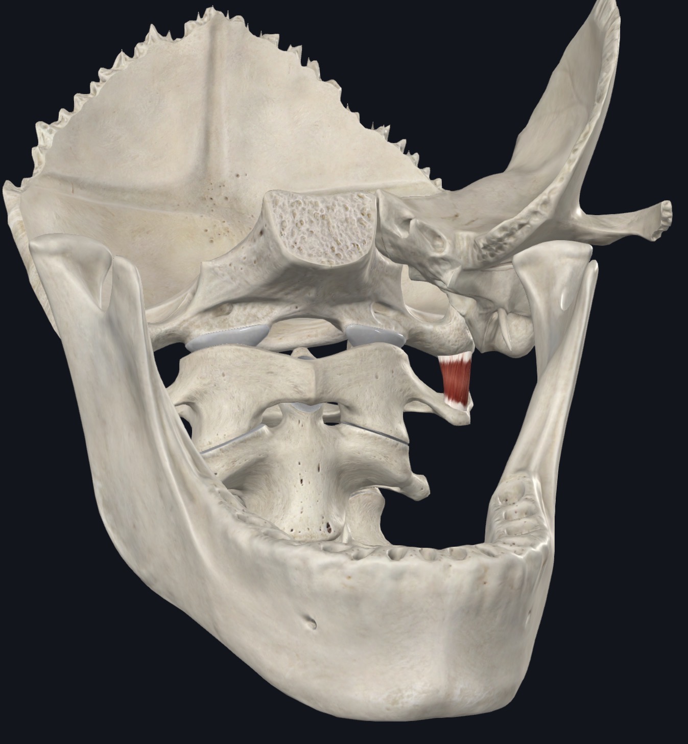 <p>Rectus Capitis Lateralis Superior attachment</p>
