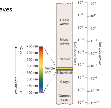 <p>when light waves bounce off an object and enter our eyes and become the color we see </p>