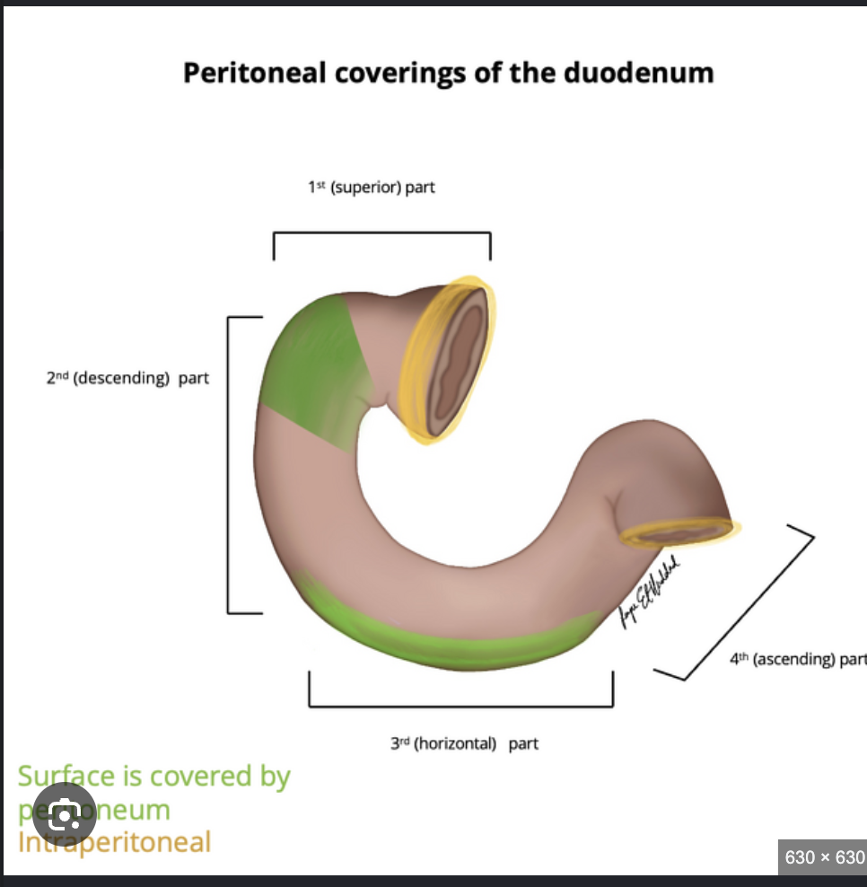 <p>Duodenum</p>