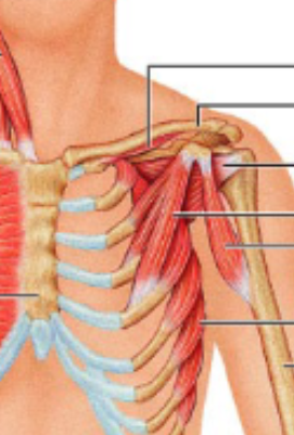 <p>pectoralis minor</p>
