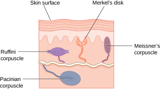 <p>Identify Meissner vs. Pacinian corpuscles</p>