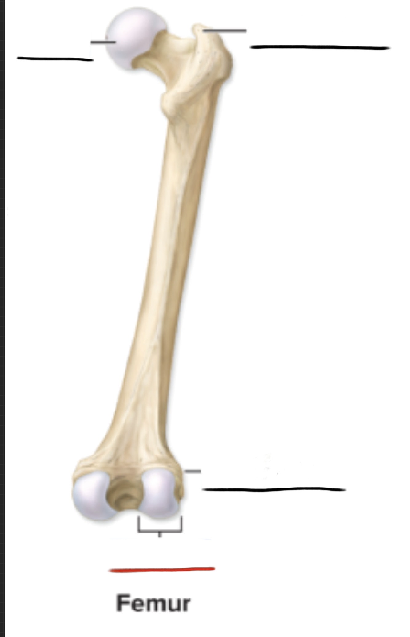 <p><strong>Anatomic Term</strong></p><p>Description</p><p>(General Structure)</p>