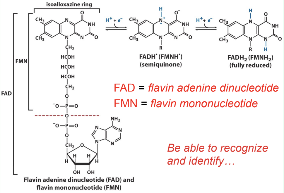 <p>What are FAD and FMN?</p>