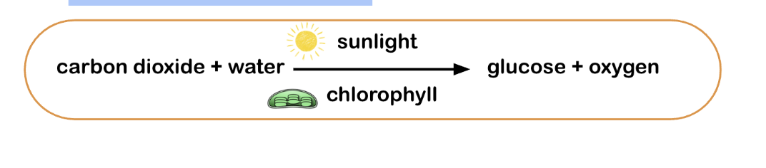 <p><span style="background-color: transparent; font-family: "Century Gothic", sans-serif;"><span>The process by which plants convert light energy into chemical energy (sugars) to fuel cellular activities</span></span></p>