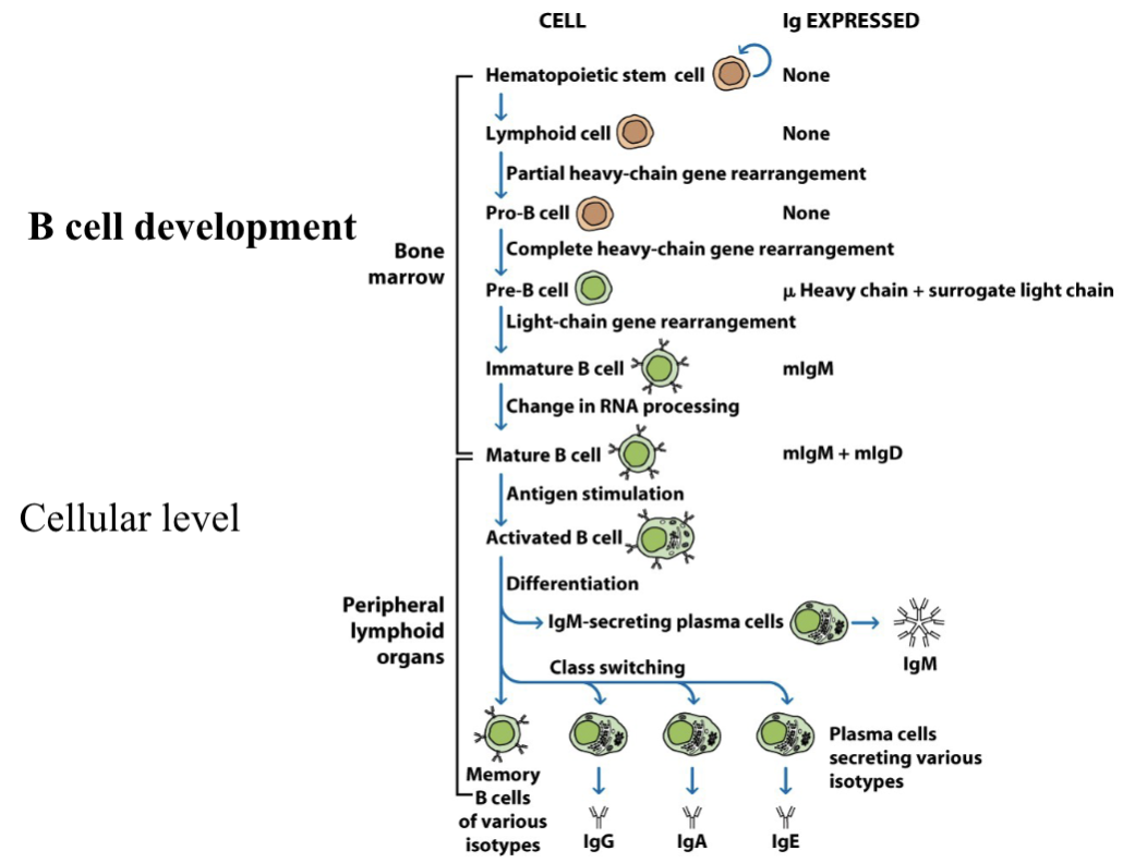 <p>→Begins in the bone marrow to the B cell lineage, which produces high affinity antibodies of various isotypes through class switching.</p><ol><li><p>Bone marrow (antigen-independent)</p></li><li><p>Mature B cell</p></li><li><p>Peripheral lymphoid organs (antigen-dependent)</p></li></ol><p></p>