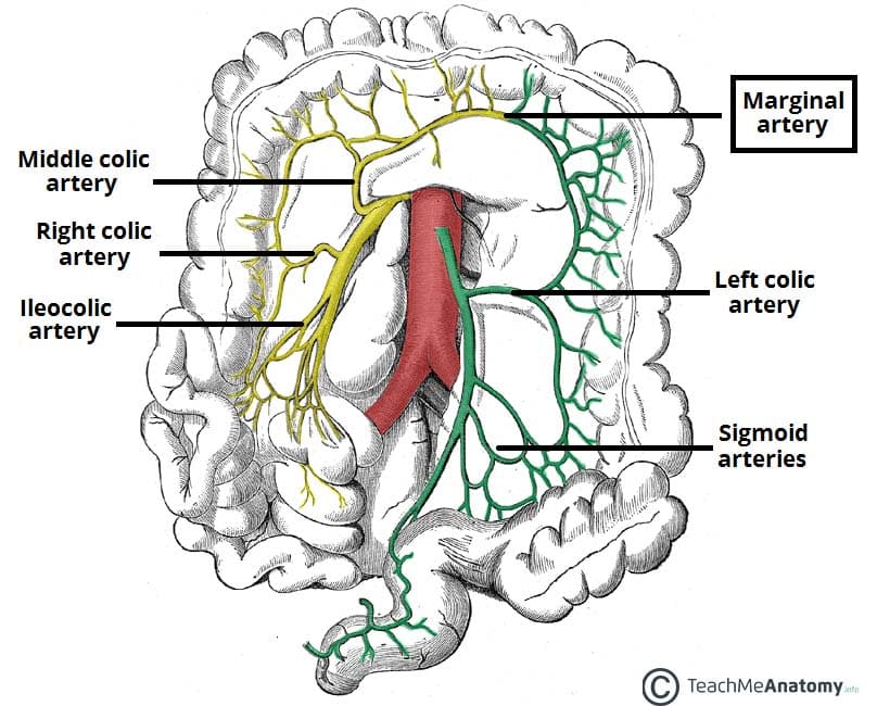 <ul><li><p>left colic artery</p><ul><li><p>supplies blood to</p><ul><li><p>descending colon</p></li></ul></li></ul></li></ul><p></p>