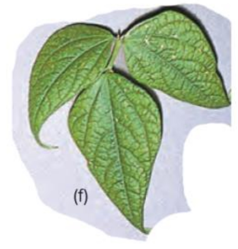 <p>What are the symptoms of Magnesium deficiency in plants?</p>