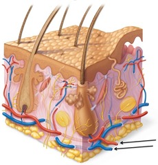 <p>deep blood supply</p>