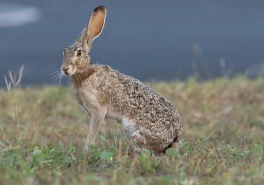 <p>What pest is this?</p>