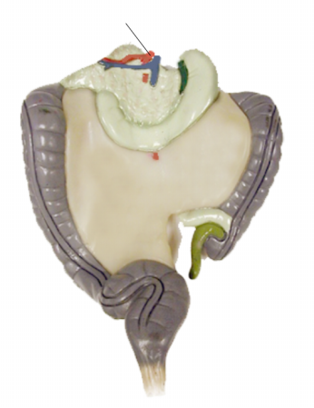 <p><span>Name the structure</span></p>