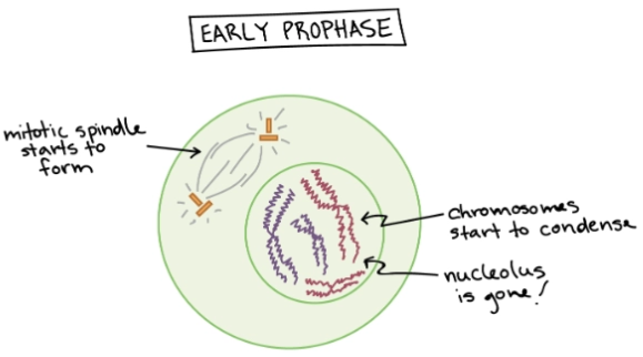<p>Mitosis - Step 1</p><ul><li><p>Chromosomes condense</p></li><li><p>Miotic spindle forms</p></li><li><p>Nucleolus breaks down</p></li></ul><p></p>
