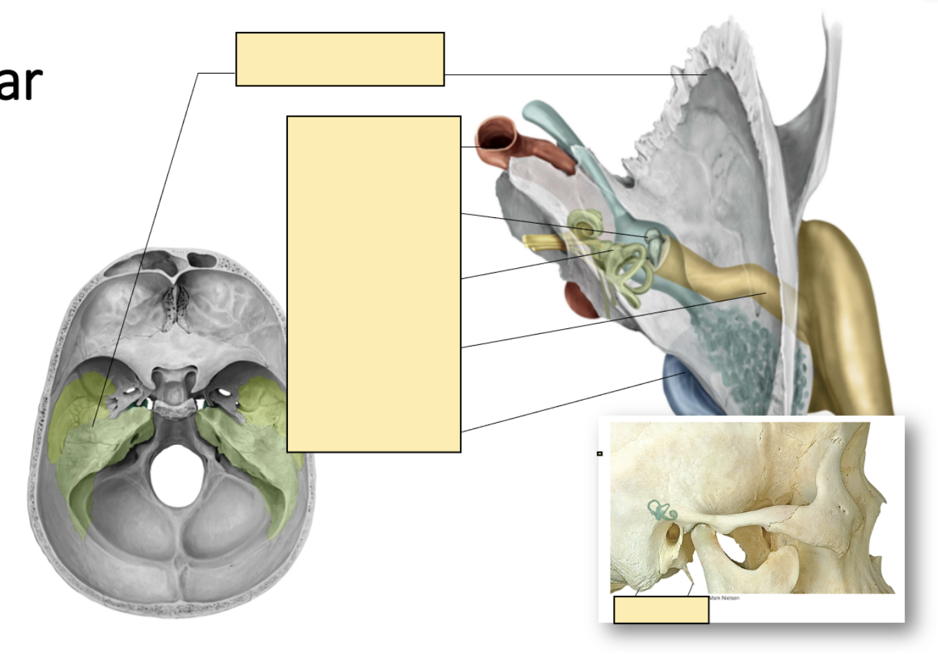 <p>Diagram of the ear [Image]?</p>