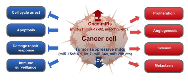 <p>miRNA deregulation in cancer</p>