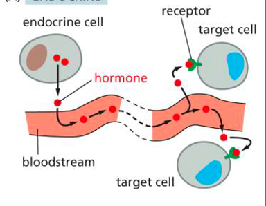 <p><span>secreted at a distal part (liver) and dispersed throughout the body thru blood</span></p>