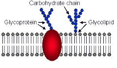 <p>→ chains attach to lipids and proteins forming glycolipids and glycoproteins </p><p>→ located on exterior of cell ex. ABO blood type </p><p>→ role: recognition and cell-cell interactions </p>