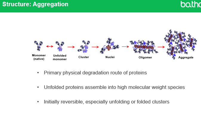 <p><strong>:</strong> Protein aggregation is the <strong>abnormal association of proteins into larger structures</strong>, which tend to be insoluble. It occurs when <strong>native monomers unfold</strong>, exposing regions that stick together to form <strong>clusters, nuclei, oligomers, and aggregates</strong>.</p>