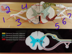 <p>spinal cord 2 - #7</p>