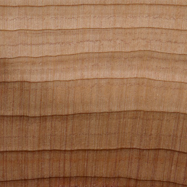 <p>Eastern Red Cedar </p>
