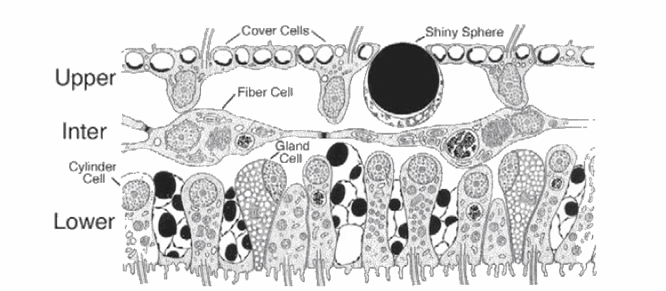<ul><li><p><span>Trichoplax adhaerens und Treptoplax reptans</span></p></li><li><p><span>Dorsalepithel: Deckzellen mit Geißel, dazwischen Glanzkugeln</span></p></li><li><p><span>Ventralepithel: begeißelte Zylinderzellen: Drüsenzellen und Resorptionszellen</span></p></li><li><p><span>Zwischenschicht mit Faserzellen</span></p></li></ul><p></p>