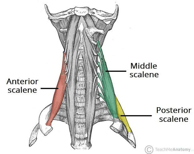 <p>O: TP of C4-C7</p><p>I: superior surface of 1st rib</p><p>A: ipsilateral lateral flexion cervical spine, elevate ribs</p><p>N: mid-lower cervical ventral rami</p>