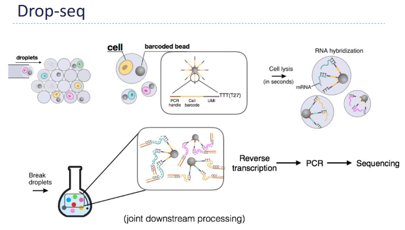 <p>A version of single-cell RNA seq (scRNA-seq)</p><p>Core Idea - Encapsulate: 1 cell + 1 bead + reagents inside tiny oil droplets</p><ul><li><p>Inside Each Droplet, a bead carries: Unique barcode + Oligo-dT primers (bind mRNA)</p></li></ul><p>Key Advantage: Thousands of cells processed simultaneously —> High-throughput scRNA-seq</p><p>Process:</p><ul><li><p>Cell lyses → mRNA binds bead</p></li><li><p>cDNA made with barcode attached</p></li><li><p>All droplets pooled → sequenced together</p></li></ul><p></p>