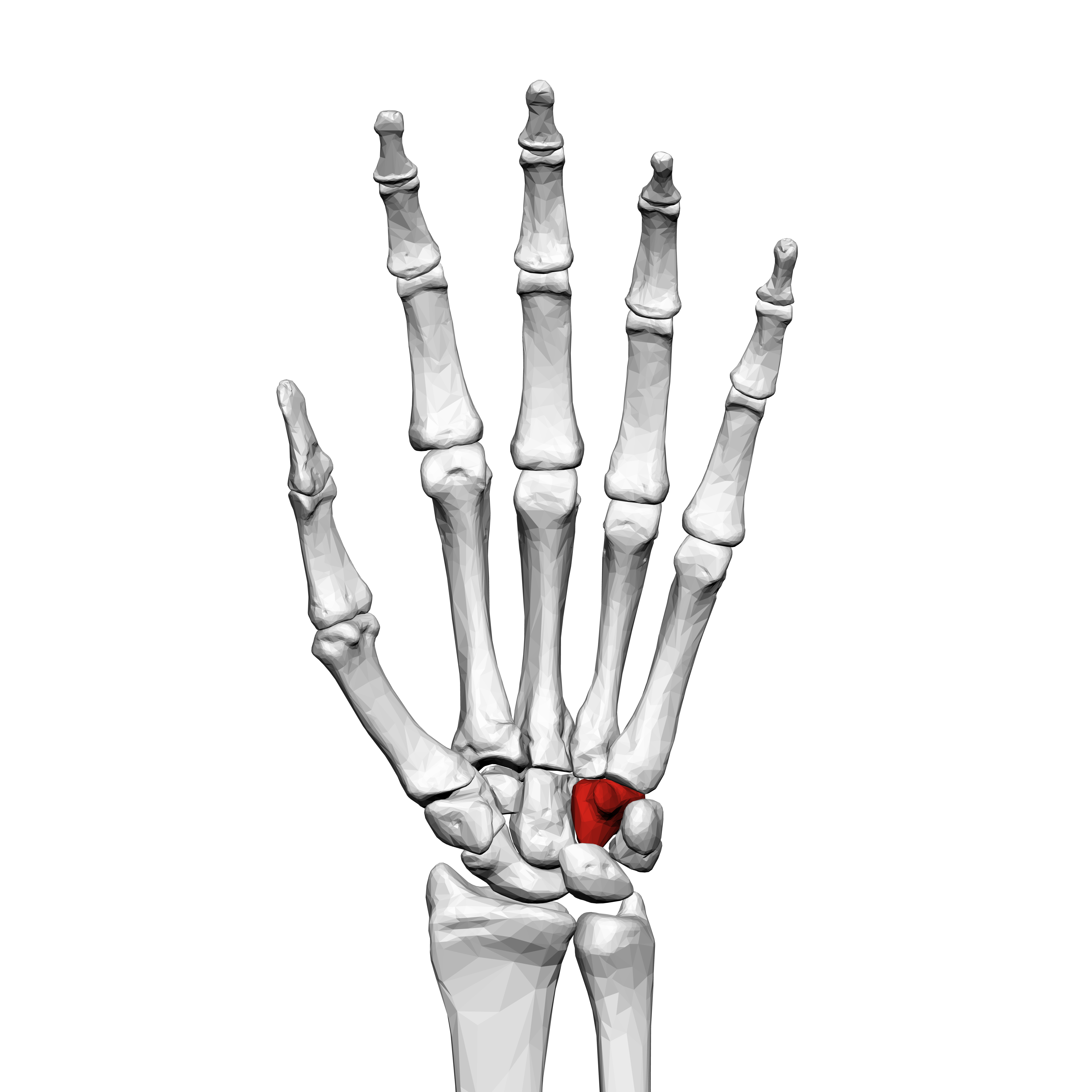 <p>What carpal is this?</p>