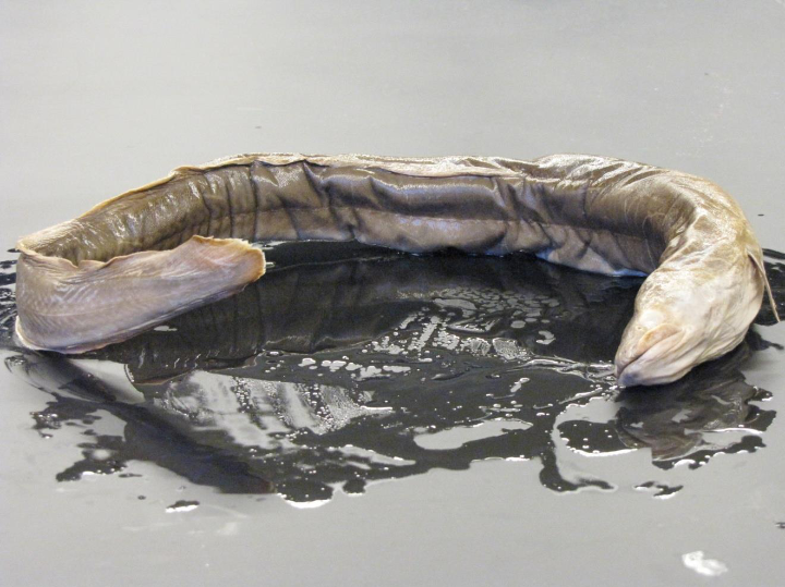 <p>Common name, Family, Scientific Name?</p>