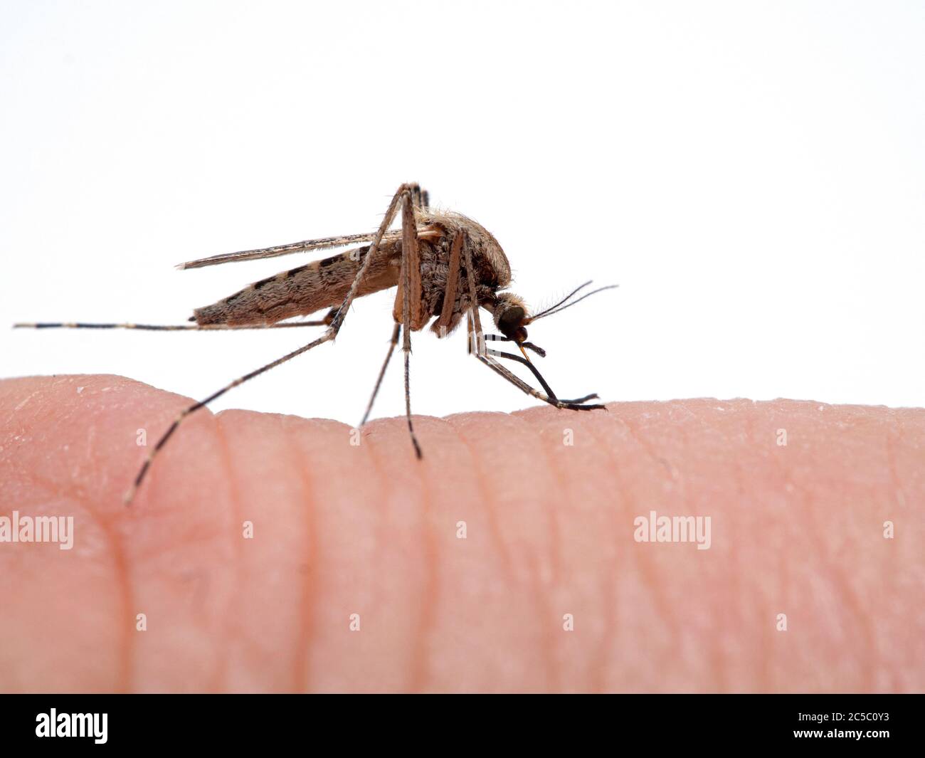 <p>What mosquito is this, and how do you know?</p>