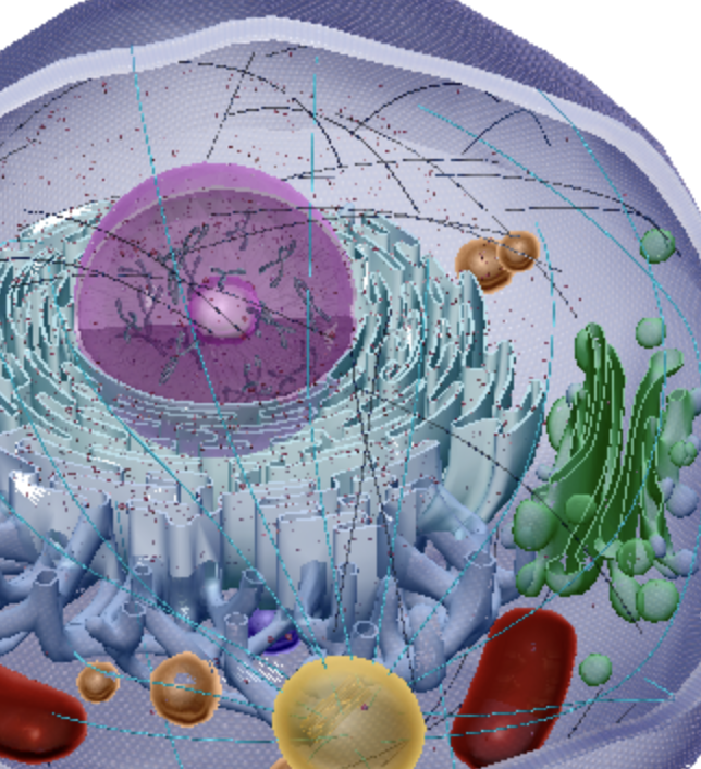 <p>Microtubules</p>
