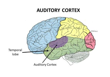 <p>Auditory Cortex</p>