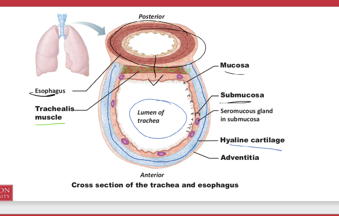 <p><span>Describe the gross anatomical features of the trachea, including its positioning with respect to the esophagus</span></p>