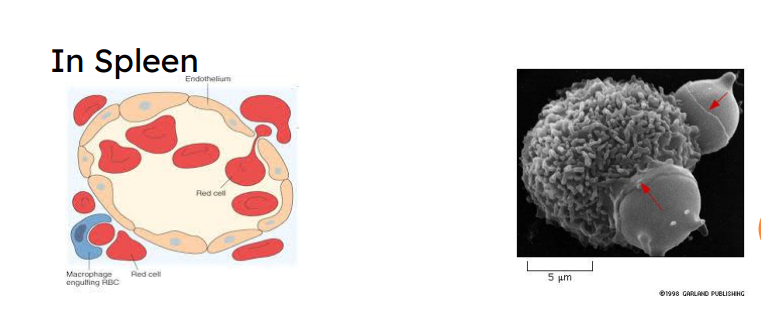 <ul><li><p>Produced in red bone marrow, under EPO regulation</p></li><li><p> Old RBCs become fragile; hemoglobin (Hb) begins to degenerate </p></li><li><p>Get trapped in smaller circulatory vessels (capillaries) especially in spleen</p><ul><li><p> Macrophages engulf dying RBCs in spleen</p></li></ul></li></ul><p></p>